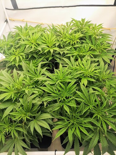 Growreport Bild 3