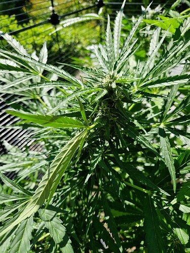 Growreport Bild 5