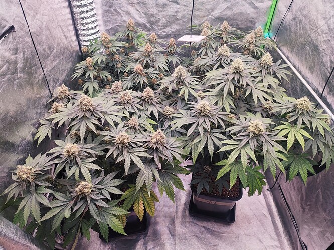 Growreport Bild 21