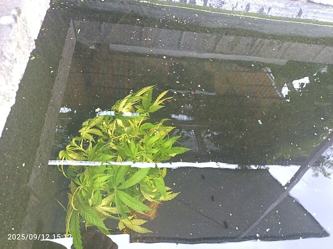 1000136973