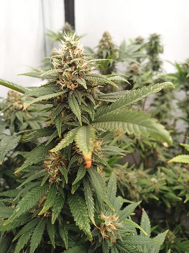 Growreport Bild 90