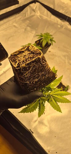 Growreport Bild 25