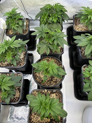Growreport Bild 2