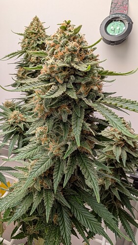 Growreport Bild 40