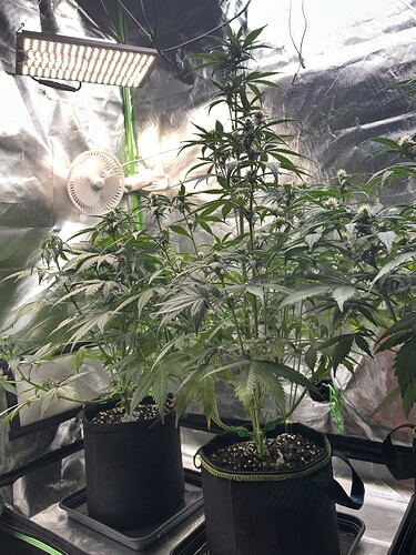 Growreport Bild 1