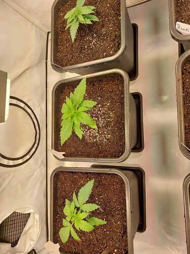 Growreport Bild 2