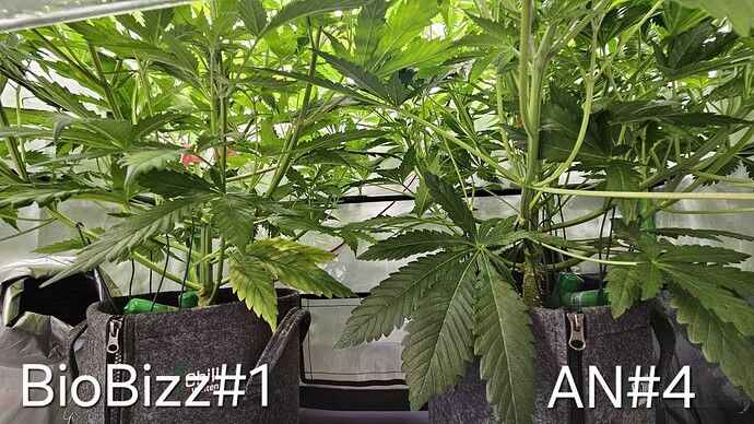 Growreport Bild 8