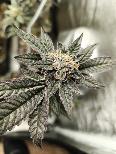 Growreport Bild 6