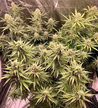 Growreport Bild 3