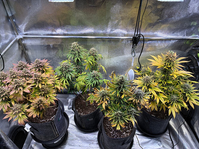 Growreport Bild 19