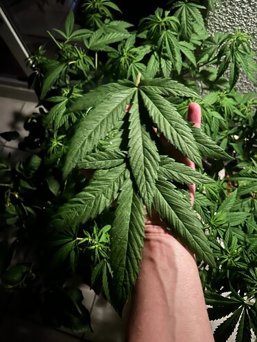 Growreport Bild 29