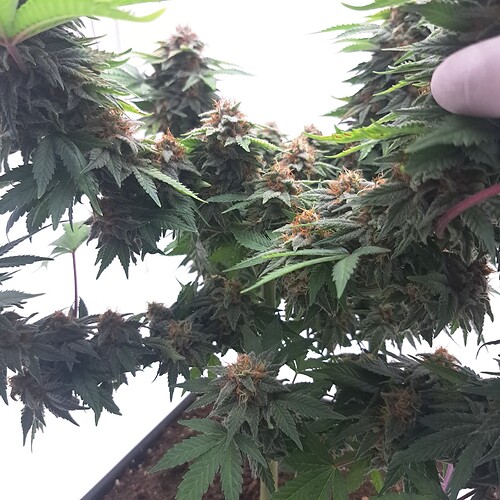 Growreport Bild 3