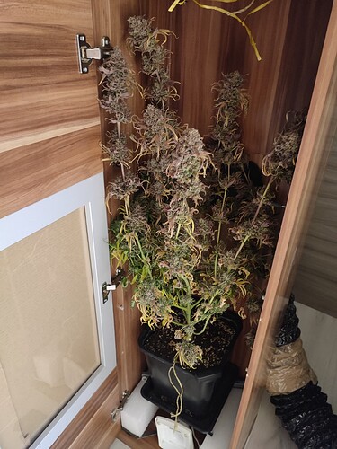 Growreport Bild 2