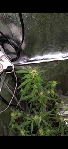 Screenshot_20241013-030435