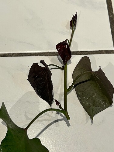Growreport Bild 9