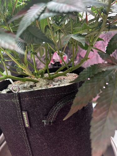 Growreport Bild 4