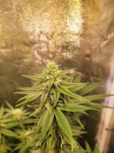 Growreport Bild 5