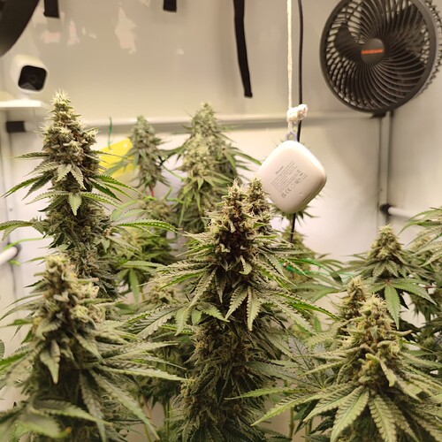 Growreport Bild 14
