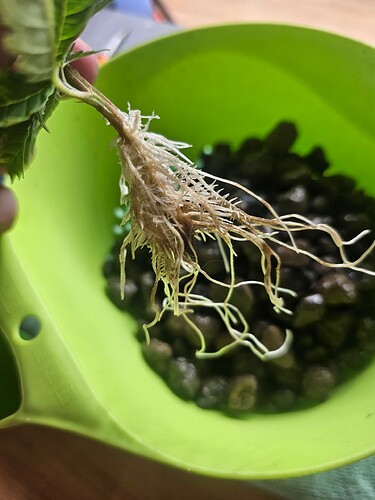 Growreport Bild 36