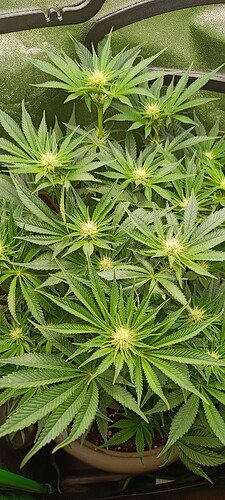 Growreport Bild 8