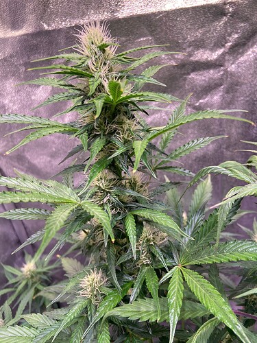 Growreport Bild 4