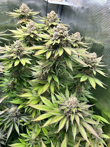 Nahaufnahme einer blühenden Cannabispflanze in einem Growzelt mit herbstlicher Blattverfärbung.