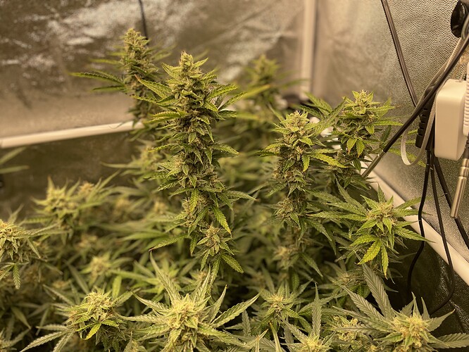 Growreport Bild 7