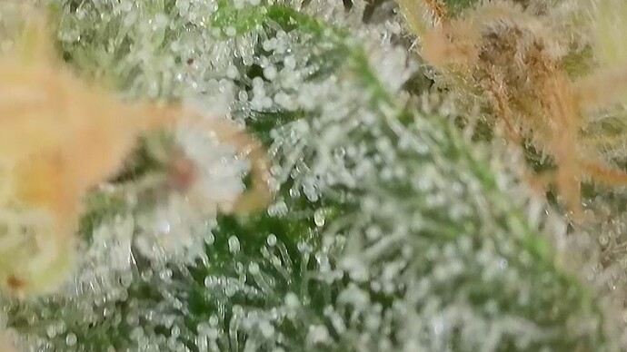 Growreport Bild 40