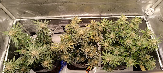 Growreport Bild 7
