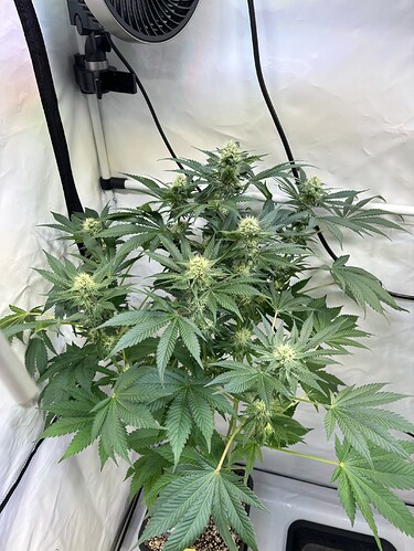 Growreport Bild 39