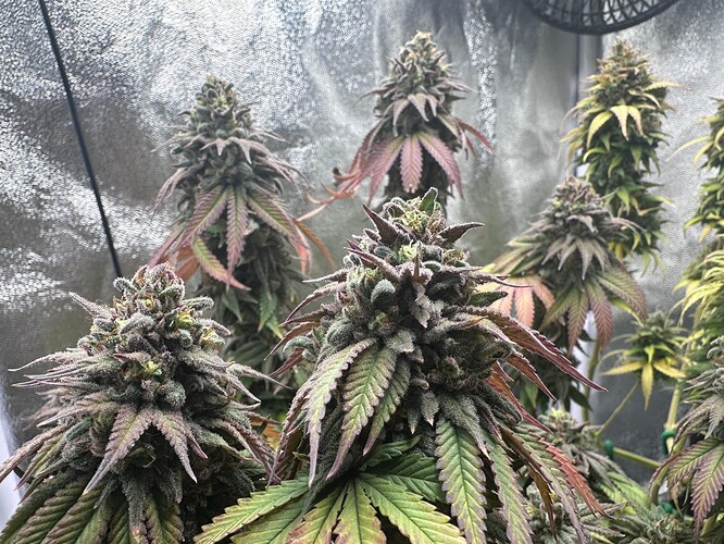 Growreport Bild 9