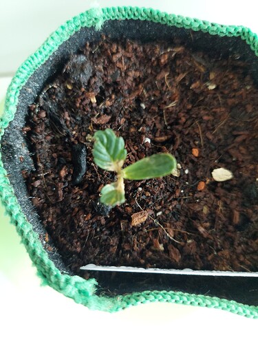 Growreport Bild 9