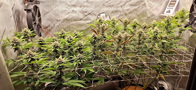 Growreport Bild 2