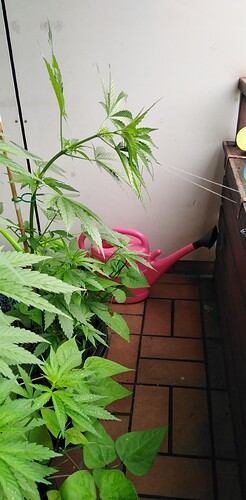 Growreport Bild 19