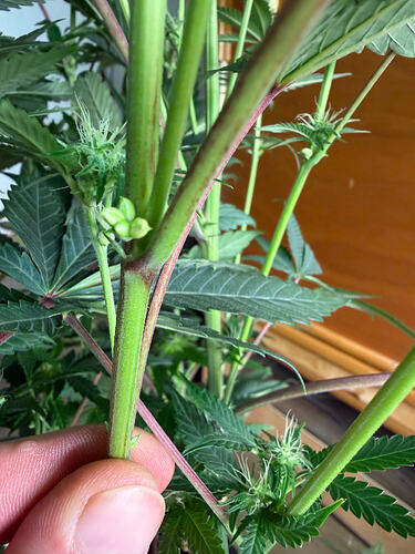 Growreport Bild 41