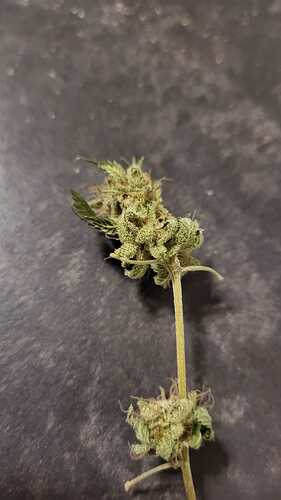 Growreport Bild 1