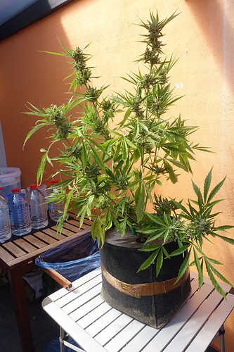 DSC02734