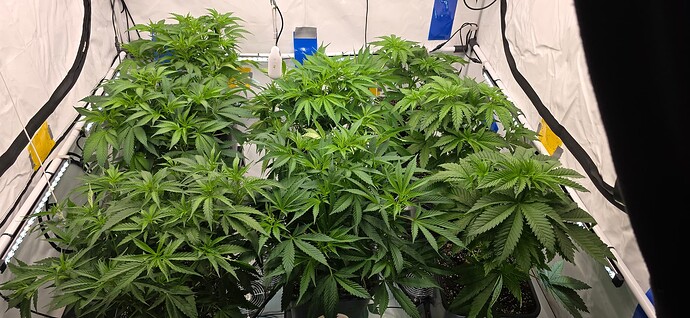 Growreport Bild 69