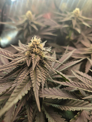 Nahaufnahme einer blühenden Cannabis-Pflanze der Sorte Cap Junky mit sichtbaren Blütenständen und Blättern in einem Grow-Zelt.