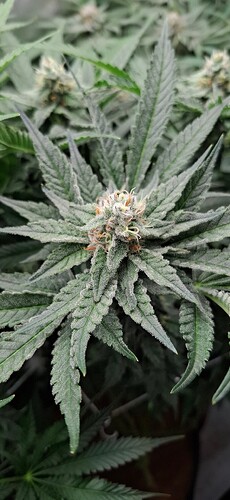 Growreport Bild 17
