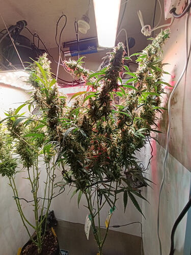 Growreport Bild 10