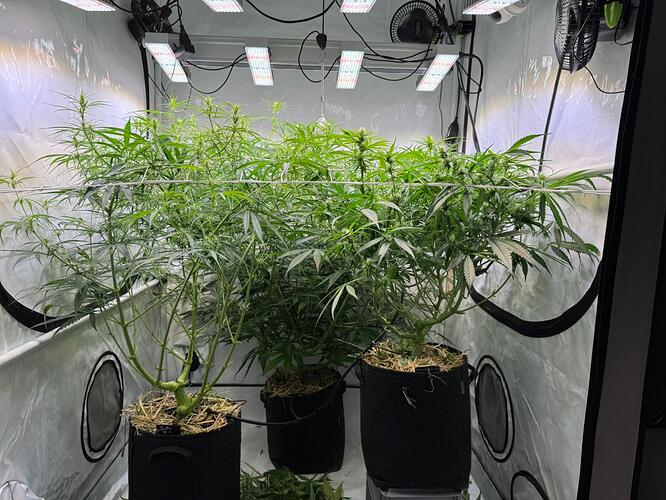 Growreport Bild 13