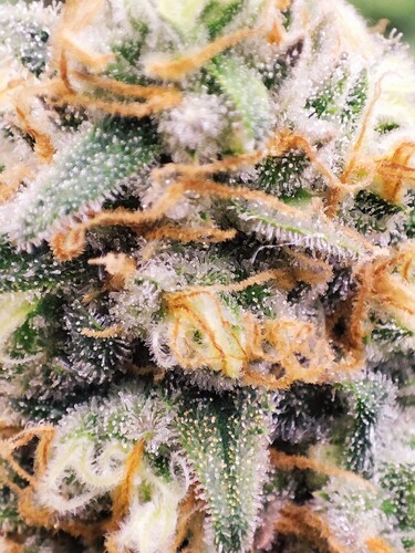Growreport Bild 13