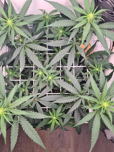 signal-2024-08-11-110941_003