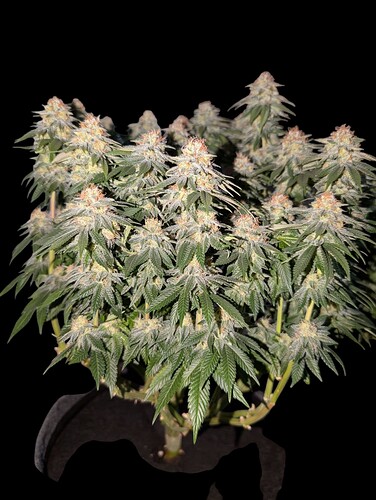 Growreport Bild 2