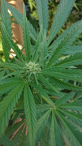 Growreport Bild 24