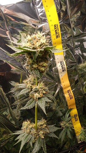 Growreport Bild 6