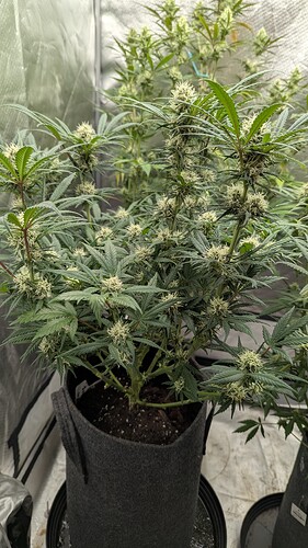 Growreport Bild 9