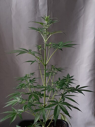 Growreport Bild 158