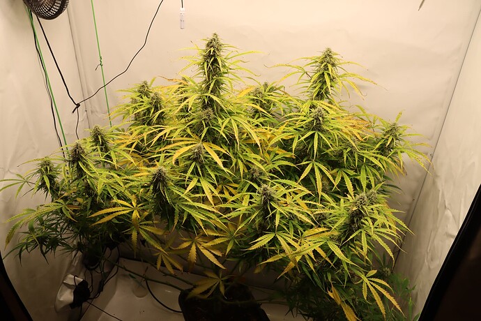 Growreport Bild 1